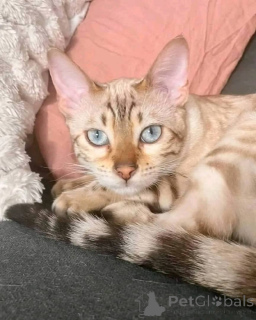 Foto №1.  - zum Verkauf in der Stadt Indiana | 531€ | Ankündigung № 147420