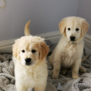 Foto №3. Auf das Töpfchen (Toilette) ausgebildete Golden Retriever-Welpen stehen jetzt. Deutschland