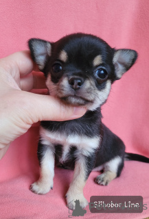 Foto №3. Chihuahua Mädchen. Russische Föderation