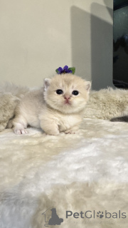 Foto №3. Munchkin. Usbekistan