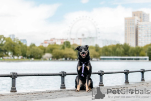 Foto №4. Ich werde verkaufen mischlingshund in der Stadt Москва. aus dem tierheim - preis - Frei