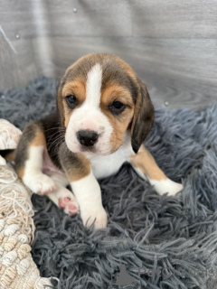 Foto №1. beagle - zum Verkauf in der Stadt Weiswampach | verhandelt | Ankündigung № 169213