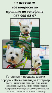 Foto №4. Ich werde verkaufen west highland white terrier in der Stadt Odessa. quotient 	ankündigung - preis - 447€