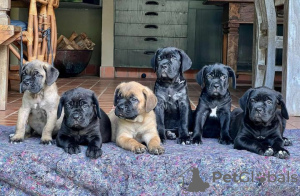 Foto №1. cane corso italiano - zum Verkauf in der Stadt Uskavagh | verhandelt | Ankündigung № 120577