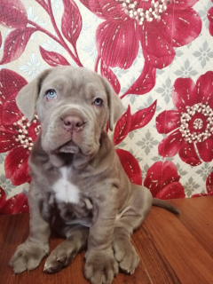 Foto №4. Ich werde verkaufen mastino napoletano in der Stadt Tscheljabinsk. quotient 	ankündigung - preis - verhandelt