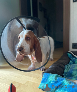 Foto №2 zu Ankündigung № 157666 zu verkaufen basset hound - einkaufen Deutschland aus dem tierheim