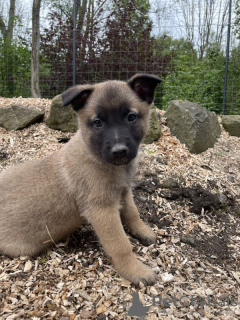 Foto №1. belgischer schäferhund - zum Verkauf in der Stadt Bern | 500€ | Ankündigung № 124679