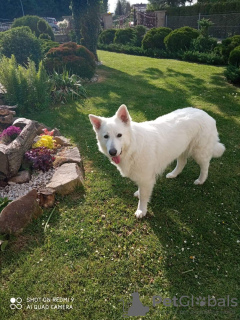 Foto №1. berger blanc suisse - zum Verkauf in der Stadt Targowiska | 850€ | Ankündigung № 106388