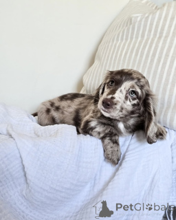 Foto №1. mischlingshund - zum Verkauf in der Stadt Arrondissement de Berchtesgaden-Campagne | 750€ | Ankündigung № 152208