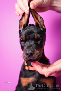 Foto №4. Ich werde verkaufen dobermann in der Stadt Jagodina. züchter - preis - verhandelt