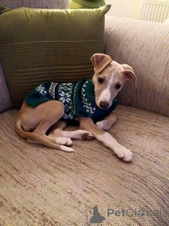 Foto №1. whippet - zum Verkauf in der Stadt Aizlenten | 500€ | Ankündigung № 157825