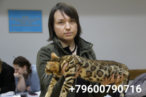 Foto №3. Sehr schöne, liebevolle Bengalkatze. Russische Föderation