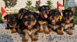 Foto №1. yorkshire terrier - zum Verkauf in der Stadt Loznica | verhandelt | Ankündigung № 109708