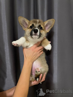 Foto №4. Ich werde verkaufen welsh corgi in der Stadt Warschau. quotient 	ankündigung - preis - Frei