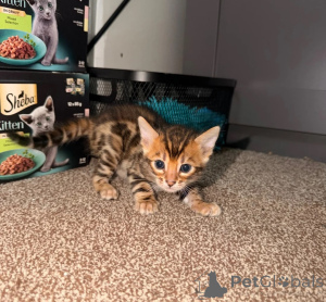 Foto №1. bengal katzenrasse - zum Verkauf in der Stadt Lörrach | 350€ | Ankündigung № 177595