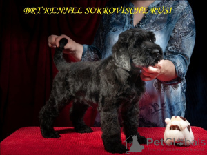 Foto №4. Ich werde verkaufen russischer schwarzer terrier in der Stadt Kiew. vom kindergarten, züchter - preis - verhandelt