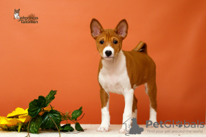 Foto №4. Ich werde verkaufen basenji in der Stadt Bobruisk. vom kindergarten - preis - verhandelt