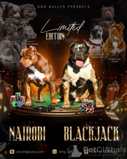 Foto №4. Ich werde verkaufen american bully in der Stadt Belgrad. züchter - preis - verhandelt