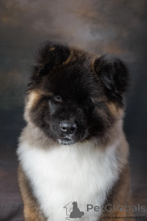 Foto №3. Amerikanischer Akita-Welpe (Langhaar). Russische Föderation