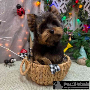Foto №1. yorkshire terrier - zum Verkauf in der Stadt Seattle | 1594€ | Ankündigung № 134731