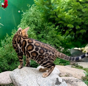 Foto №1. bengal katzenrasse - zum Verkauf in der Stadt München | 830€ | Ankündigung № 155555