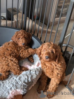 Foto №2 zu Ankündigung № 172805 zu verkaufen labradoodle, labrador retriever - einkaufen Deutschland quotient 	ankündigung