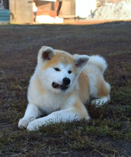 Foto №4. Ich werde verkaufen akita in der Stadt Woronesch. züchter - preis - Verhandelt