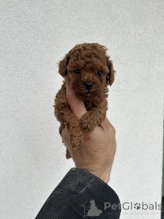 Foto №4. Ich werde verkaufen pudel (toy) in der Stadt Belgrad.  - preis - verhandelt