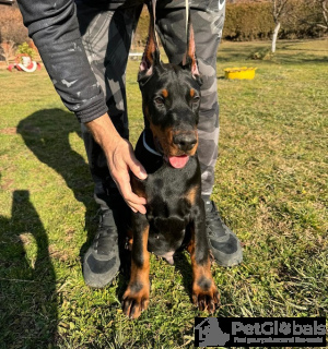Foto №2 zu Ankündigung № 134405 zu verkaufen dobermann - einkaufen Serbien züchter