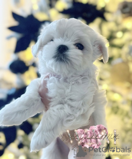 Foto №3. Winzige vollkoreanische maltesische Jungen KC/FCI Reg. Großbritannien