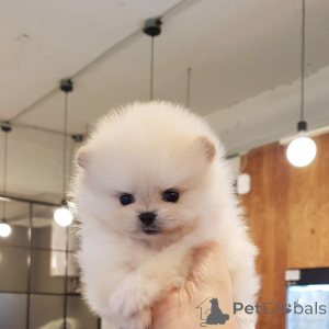 Foto №4. Ich werde verkaufen mischlingshund in der Stadt Barcelona. quotient 	ankündigung - preis - 550€