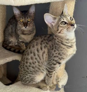Foto №2 zu Ankündigung № 176363 zu verkaufen savannah-katze - einkaufen Frankreich 
