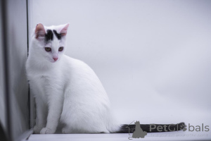 Foto №1.  - zum Verkauf in der Stadt Moskwa | Frei | Ankündigung № 155316