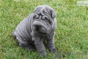 Foto №3. Shar Pei Welpen. Schweiz