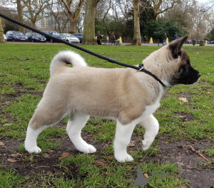 Foto №2 zu Ankündigung № 161809 zu verkaufen akita - einkaufen Slowakei 