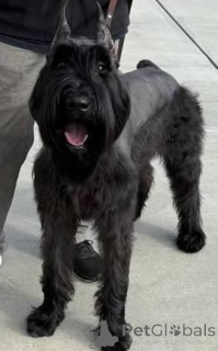 Foto №1. schnauzer - zum Verkauf in der Stadt UHMARDU | 484€ | Ankündigung № 172789