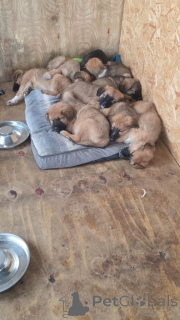 Foto №2 zu Ankündigung № 166432 zu verkaufen alano español - einkaufen Großbritannien 