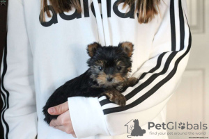 Foto №1. yorkshire terrier - zum Verkauf in der Stadt Berlin | 580€ | Ankündigung № 63807