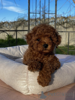 Foto №3. Winzige Zwergpudel mit großen Persönlichkeiten, bereit für ein neues Zuhause!. Deutschland