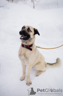Foto №1. mischlingshund - zum Verkauf in der Stadt Москва | Frei | Ankündigung № 99450