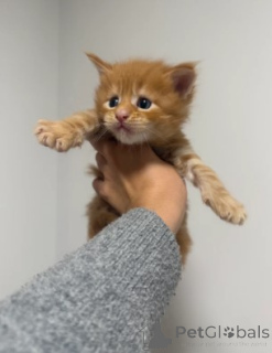 Foto №4. Ich werde verkaufen maine-coon-katze in der Stadt Gann. Munden. züchter - preis - 900€