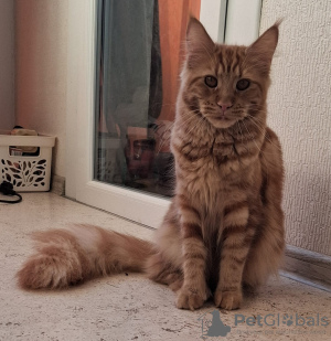 Foto №2 zu Ankündigung № 131881 zu verkaufen maine-coon-katze - einkaufen Russische Föderation züchter