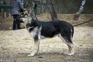 Zusätzliche Fotos: Zwinger SladoniAngela bietet Welpen des osteuropäischen Schäferhundes aus
