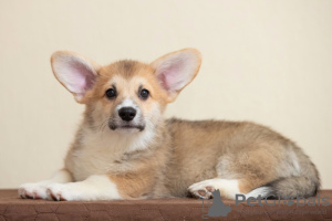 Foto №4. Ich werde verkaufen welsh corgi in der Stadt Dnipro. vom kindergarten - preis - 1171€