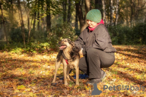 Foto №4. Ich werde verkaufen mischlingshund in der Stadt Москва. aus dem tierheim - preis - Frei