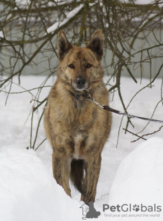 Foto №3. Tara, die Tigerschönheit, sucht ein Zuhause!. Russische Föderation