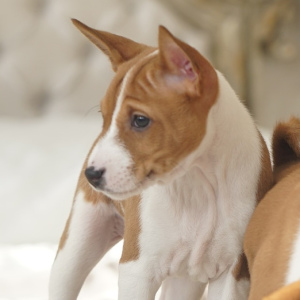 Foto №2 zu Ankündigung № 5808 zu verkaufen basenji - einkaufen Russische Föderation quotient 	ankündigung