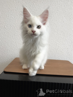 Foto №1. maine-coon-katze - zum Verkauf in der Stadt Pjatigorsk | 1078€ | Ankündigung № 155989
