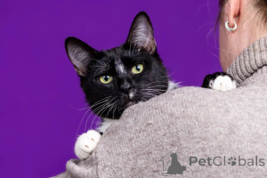 Foto №4. Ich werde verkaufen  in der Stadt Москва. quotient 	ankündigung - preis - Frei