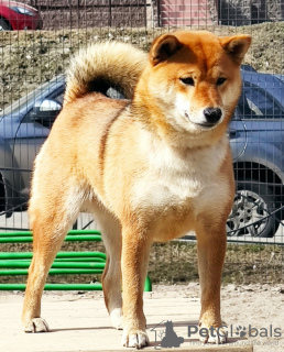 Foto №4. Ich werde verkaufen shiba in der Stadt St. Petersburg. züchter - preis - 1484€